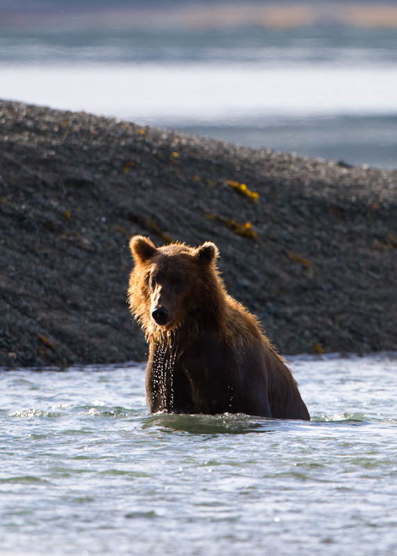 Grizzly Bear In River